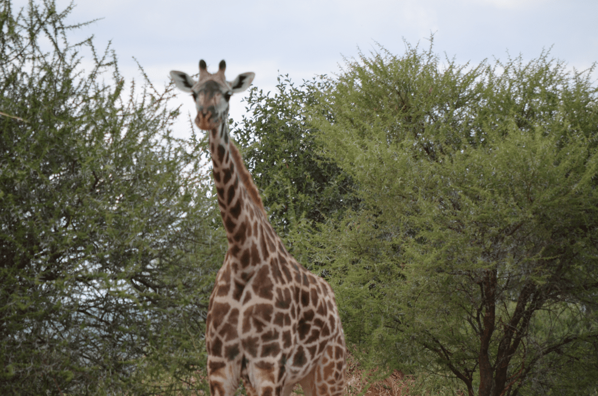 Giraffe