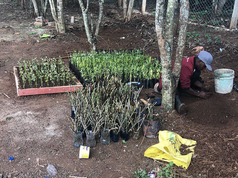 Started planting seedlings on the MGEC ecoFarm