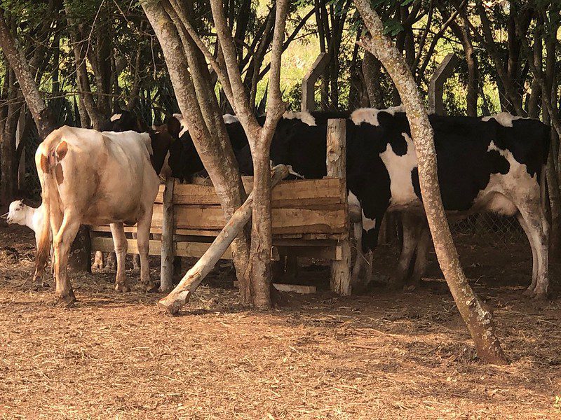 Zero-grazing dairy cows