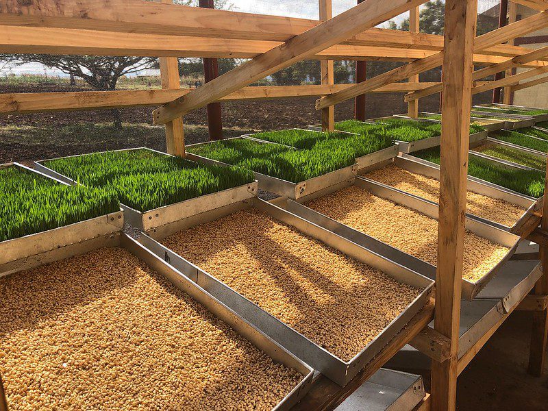 hydroponics fodder system