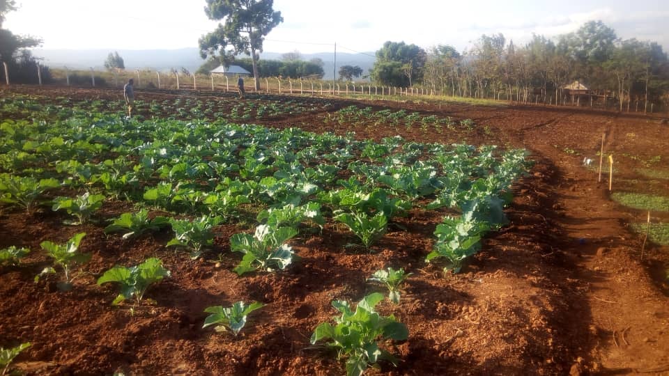 First Harvest at MGRC ecoFarm