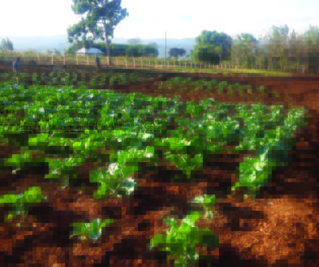 crops
