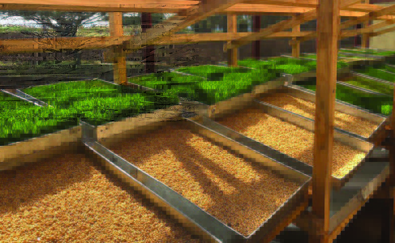hydrophonics
