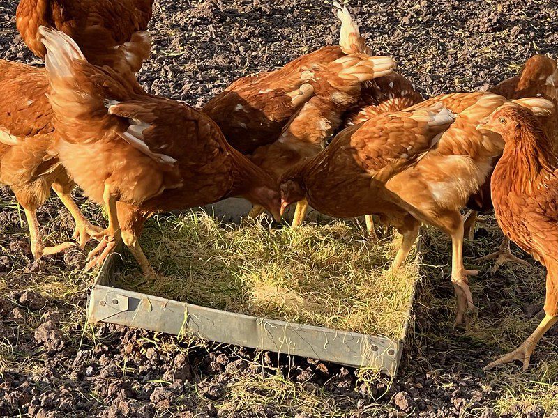 chickens eating fodder