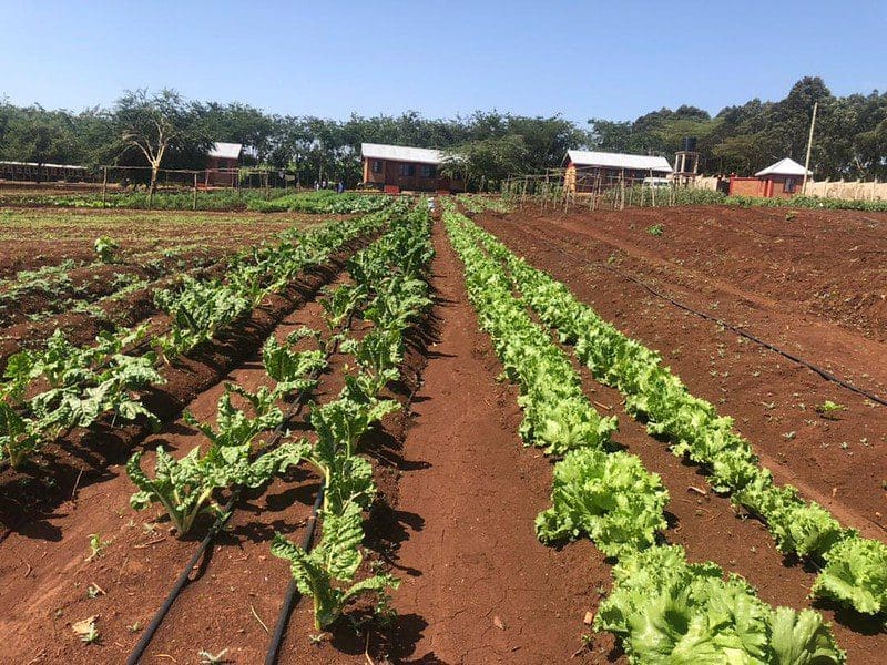 drip irrigation