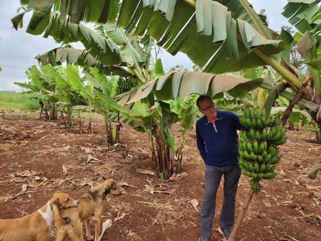 Standing next to a banana tree