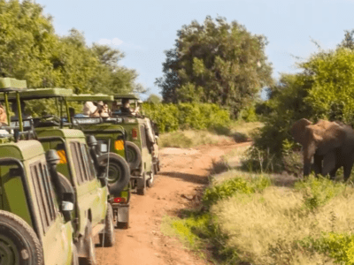 Safari tour in Tanzania