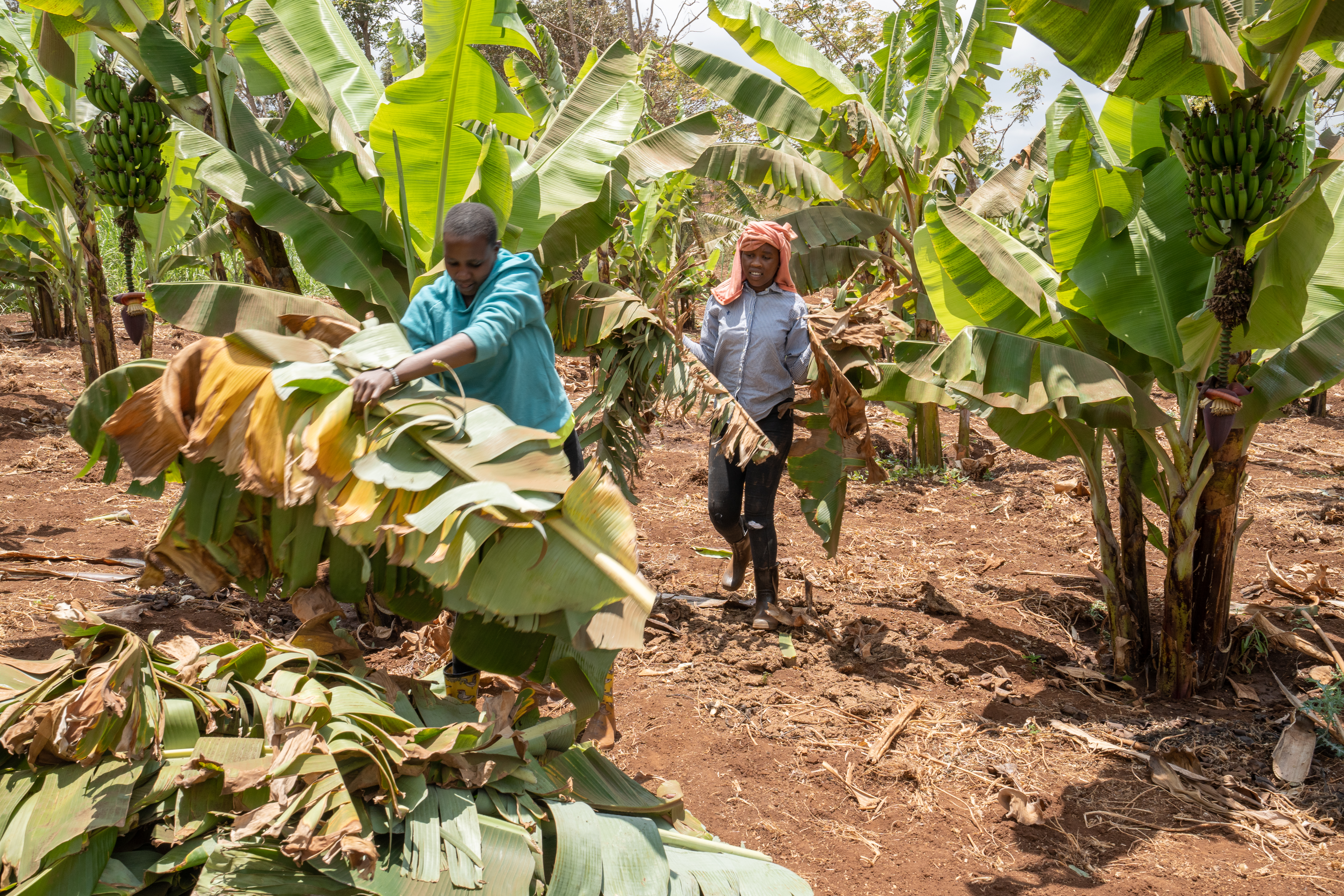 Neema helping on the ecoFarm with harvesting of the bananas