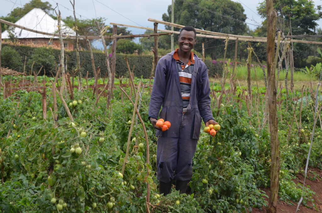 an ecoFarm manager holding tomatos while standing in the crop row