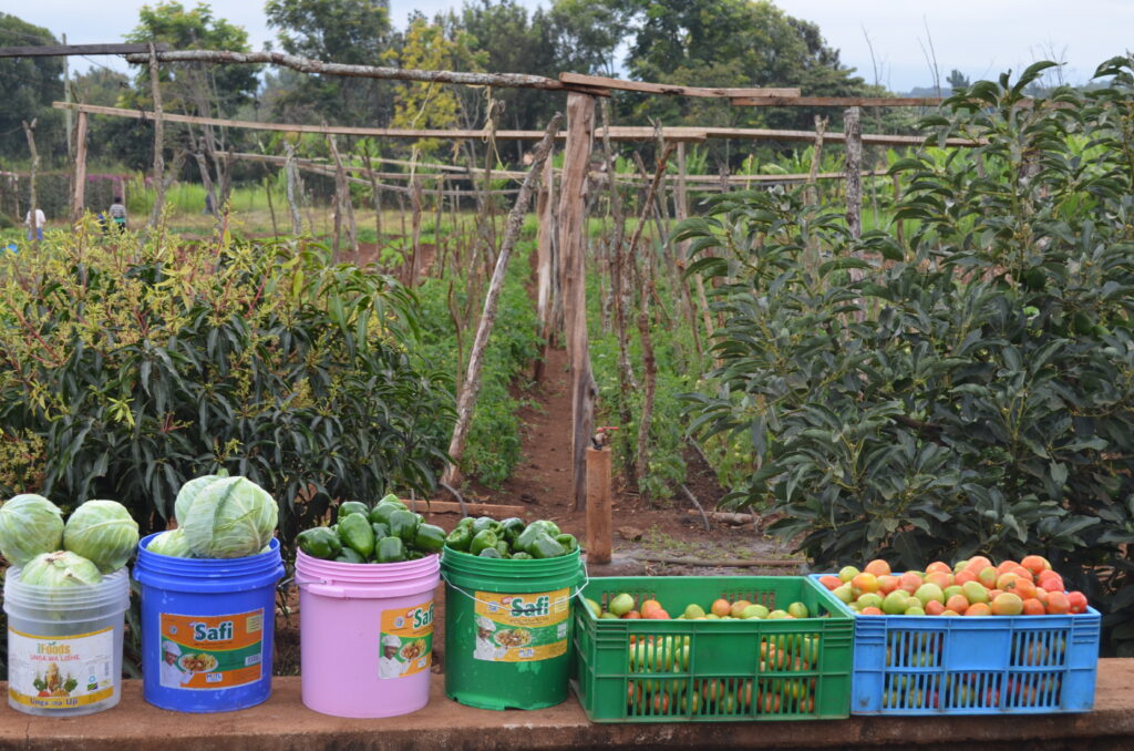 buckets and bins full of vegatables from a crop harvest on the ecofarm