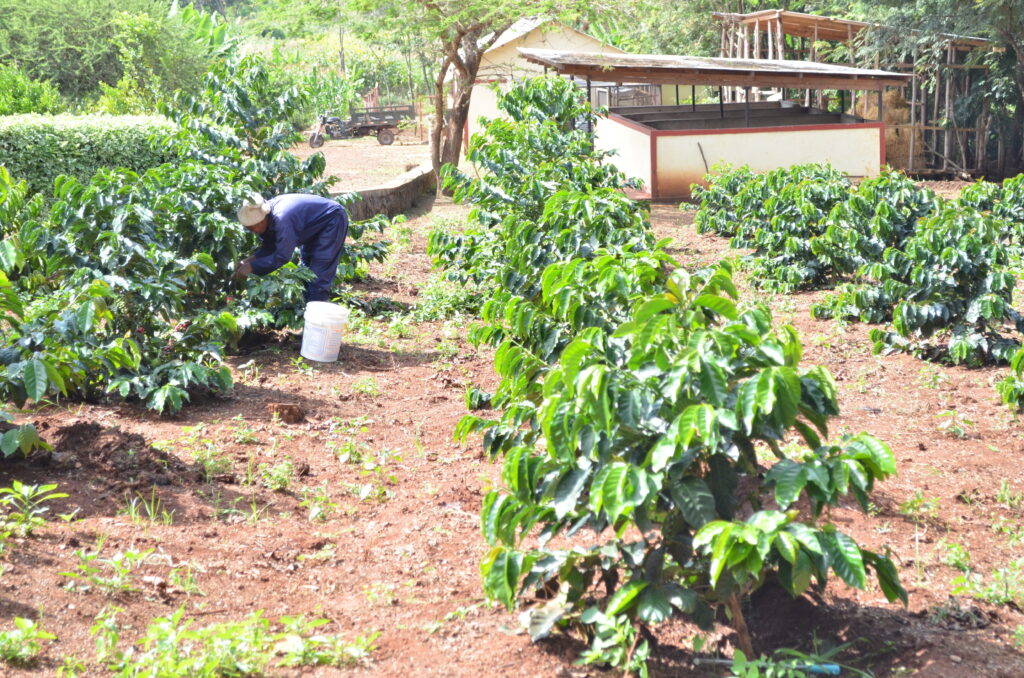 Our first small coffee harvest