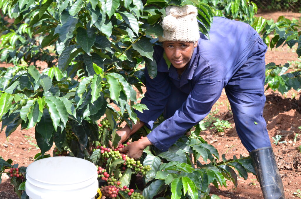 A farm worker harvests MGRC's first coffee crop