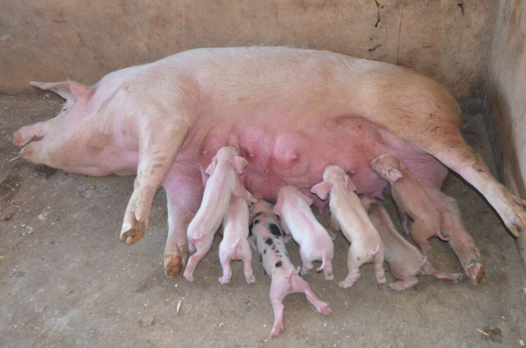 piglets nursing