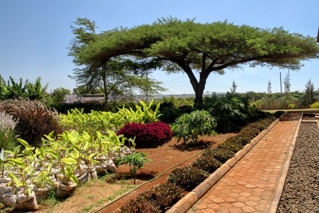 beautiful view of landscaping with acacia tree in the background