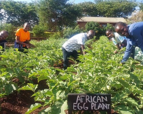 harvesting organic vegetables from the ecofarm