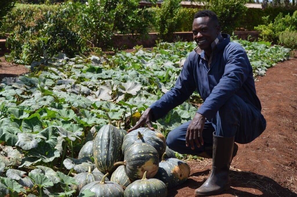watermelon harvest